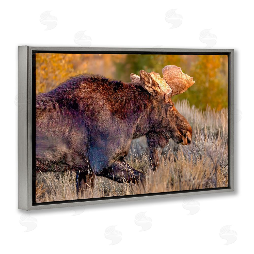 Shelley Carlisle Bull Moose At Dusk Gray Floating Frame Canvas Wall Art Print