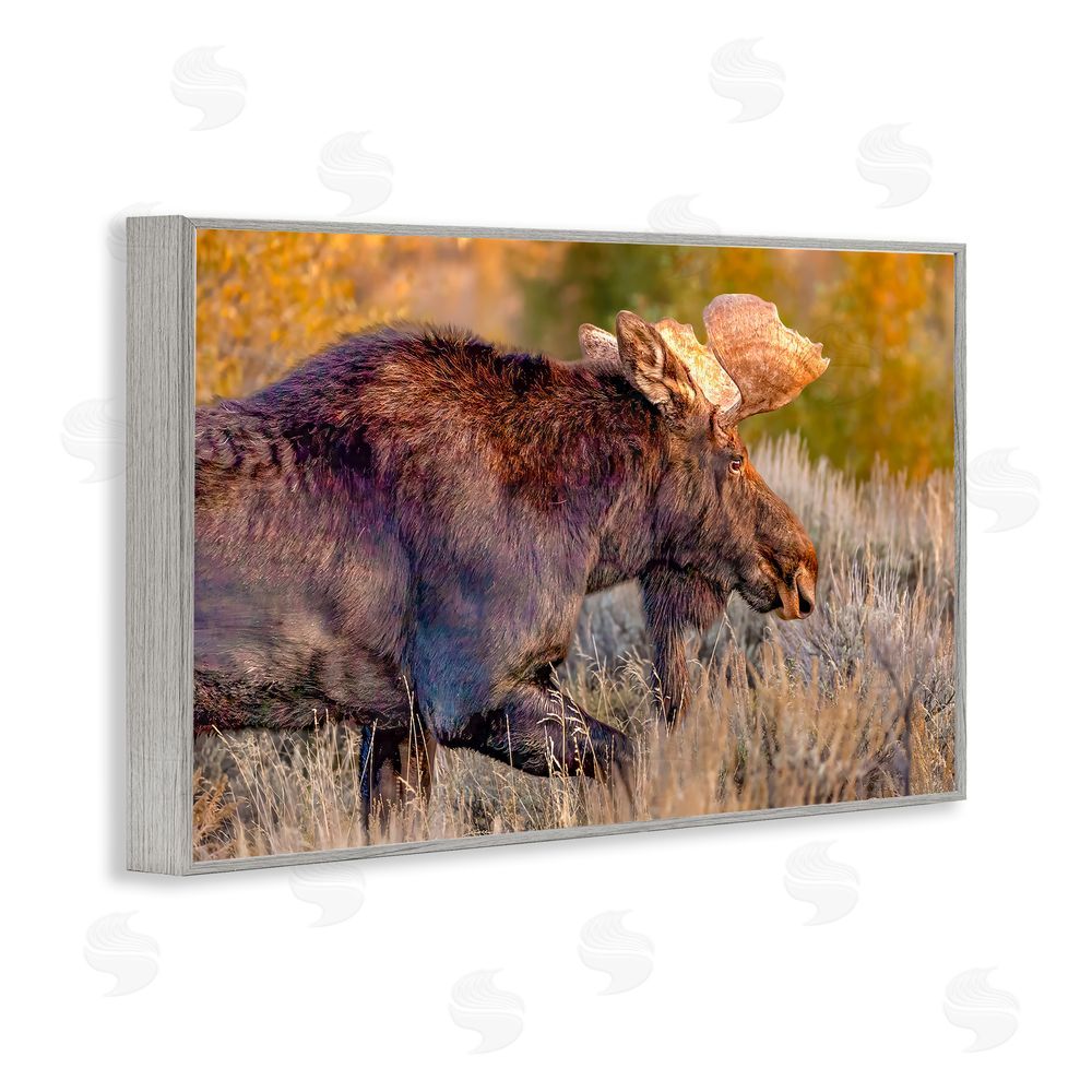 Shelley Carlisle Bull Moose At Dusk Gray Framed Giclee Wall Art Print