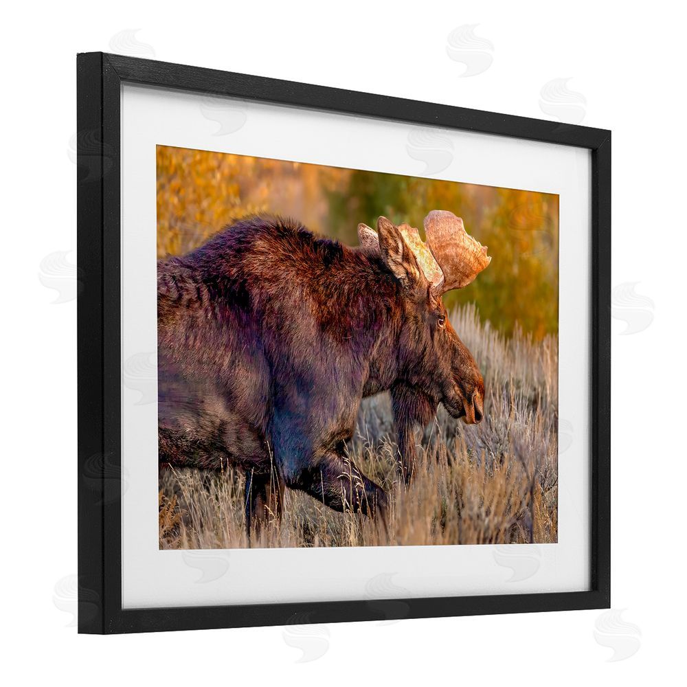 Shelley Carlisle Bull Moose At Dusk Black Framed Print Under Glass Wall Art