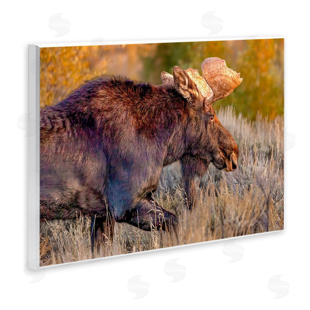 Shelley Carlisle Bull Moose At Dusk Wooden Wall Plaque Art Print