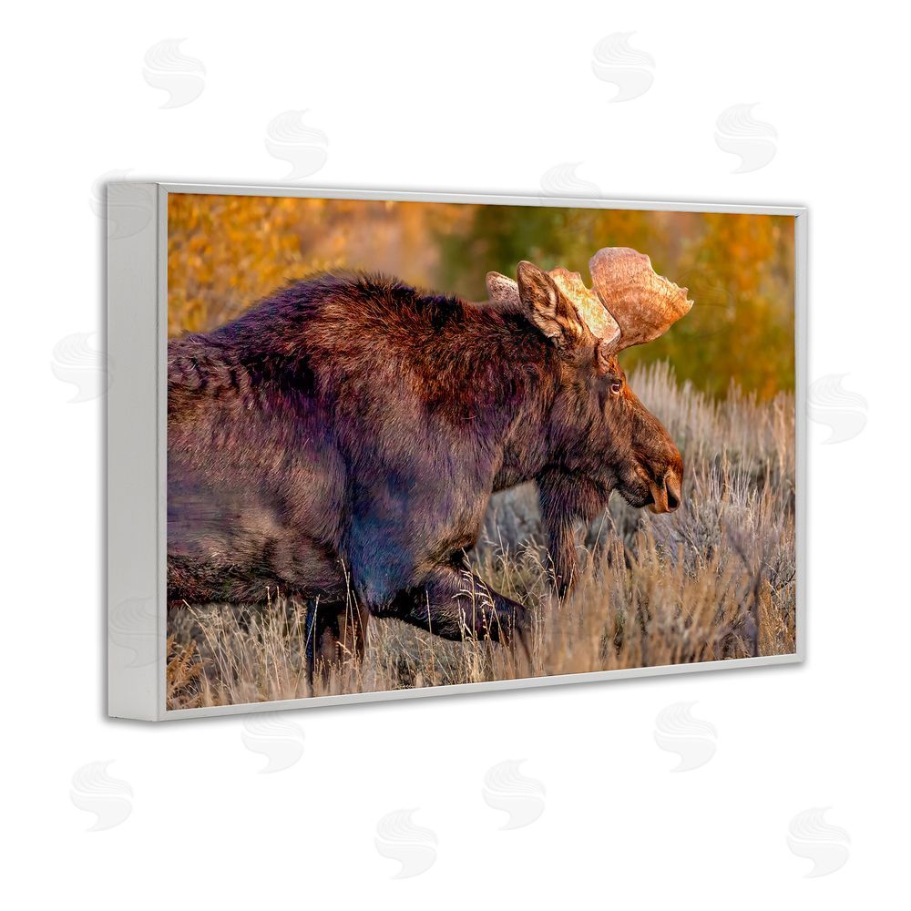Shelley Carlisle Bull Moose At Dusk White Framed Giclee Wall Art Print