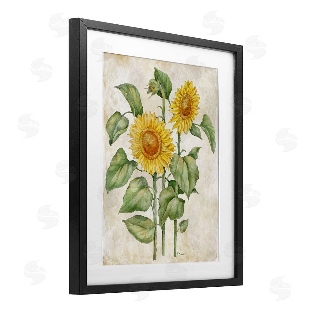 Paul Brent Floral Journal Vintage Sunflower Black Framed Print Under Glass Wall Art