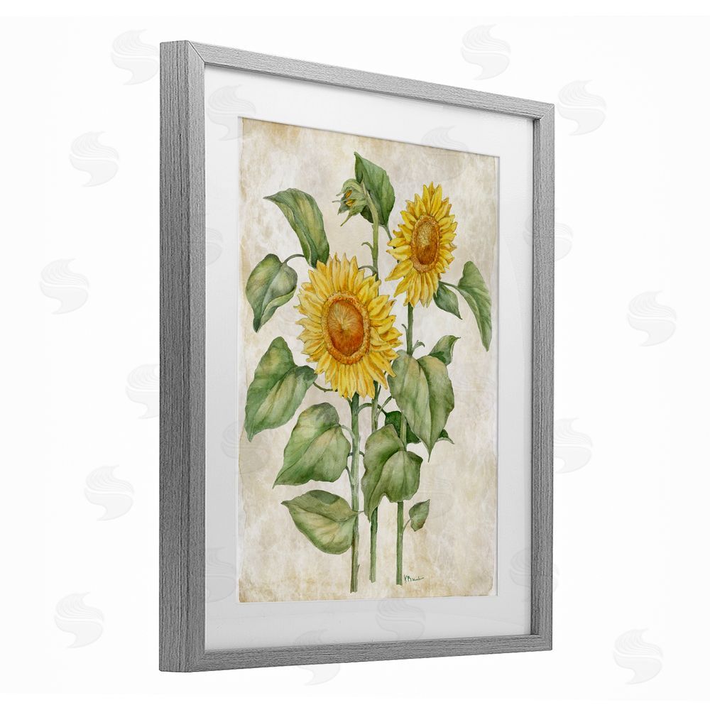 Paul Brent Floral Journal Vintage Sunflower Gray Framed Print Under Glass Wall Art