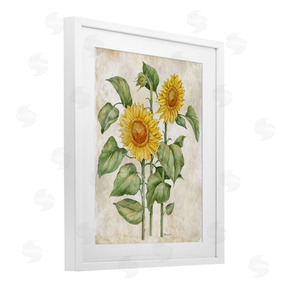 Paul Brent Floral Journal Vintage Sunflower White Framed Print Under Glass Wall Art