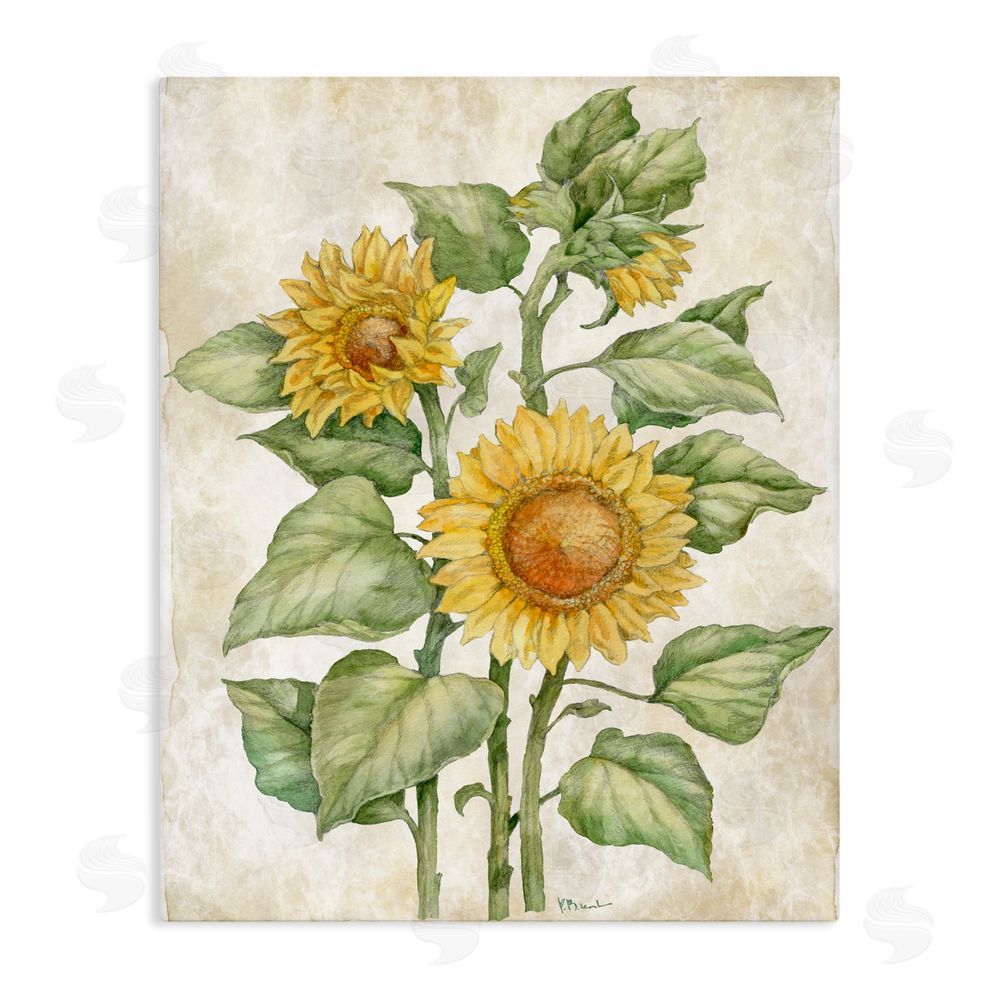 Paul Brent Floral Journal Sunflower Stretched Canvas Wall Art
