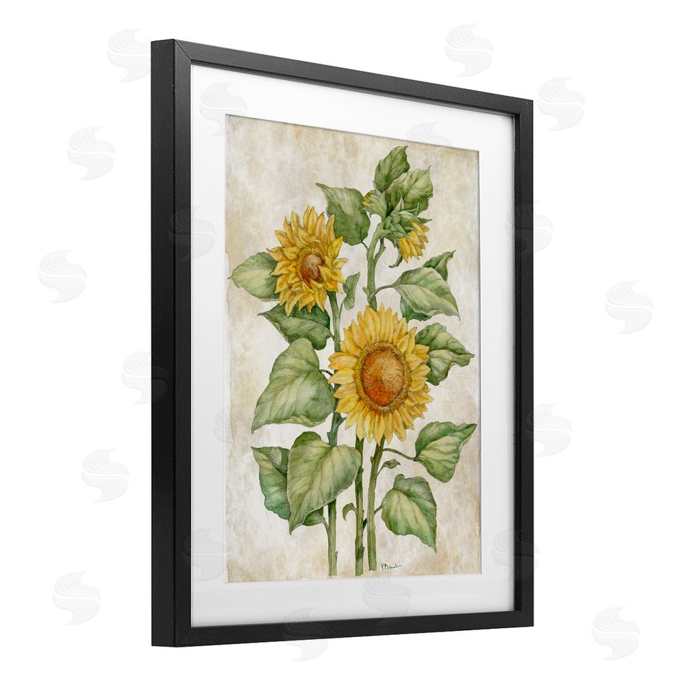 Paul Brent Floral Journal Sunflower Black Framed Print Under Glass Wall Art