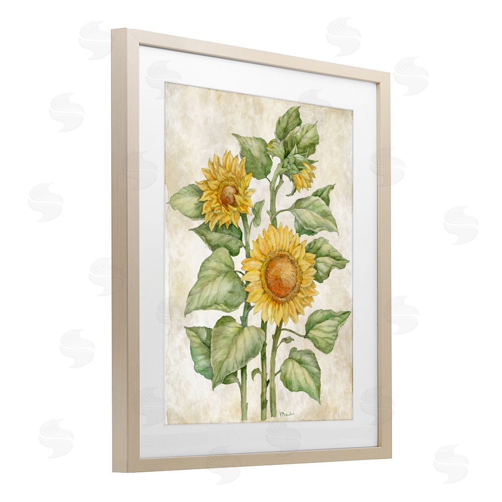Paul Brent Floral Journal Sunflower Brown Framed Print Under Glass Wall Art