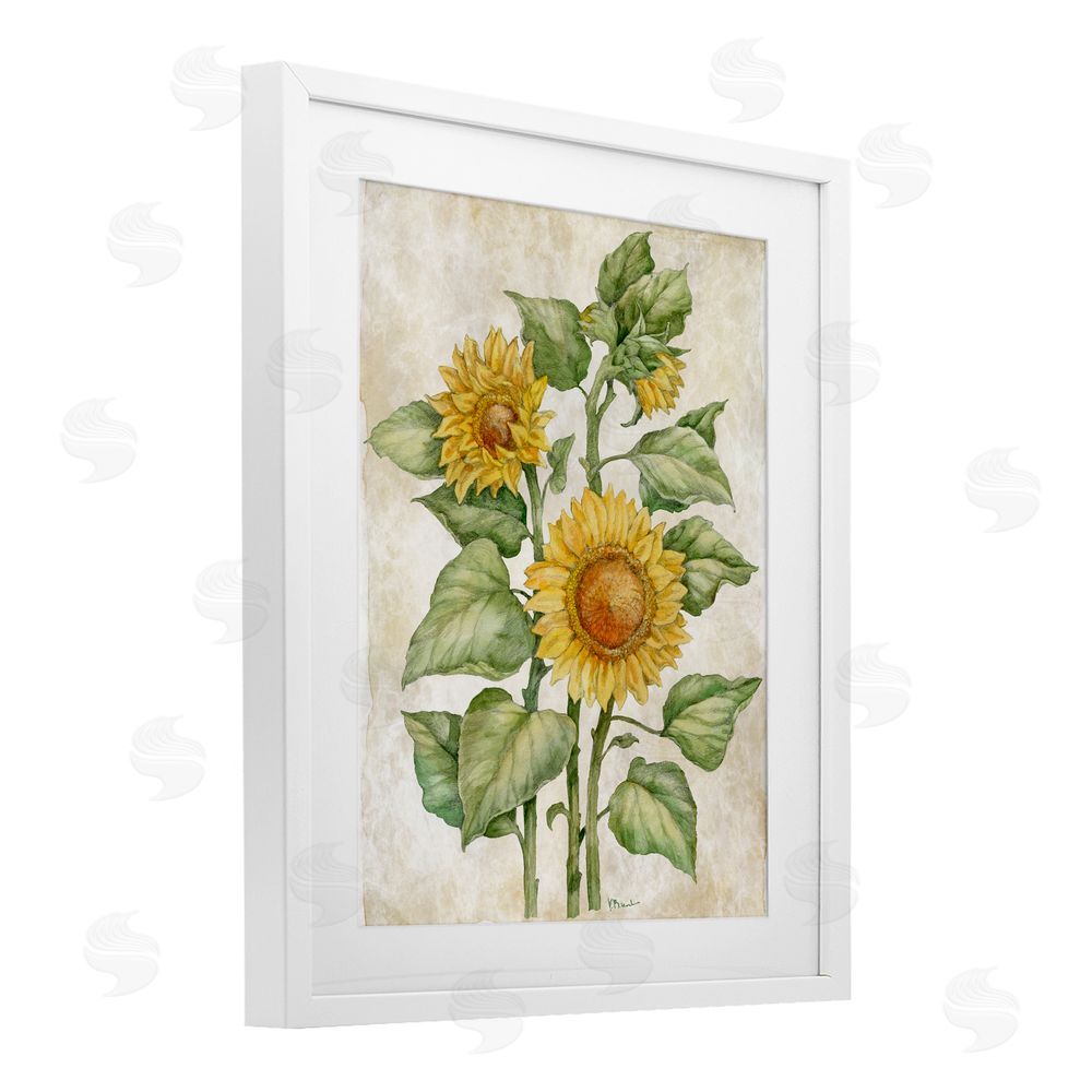 Paul Brent Floral Journal Sunflower White Framed Print Under Glass Wall Art