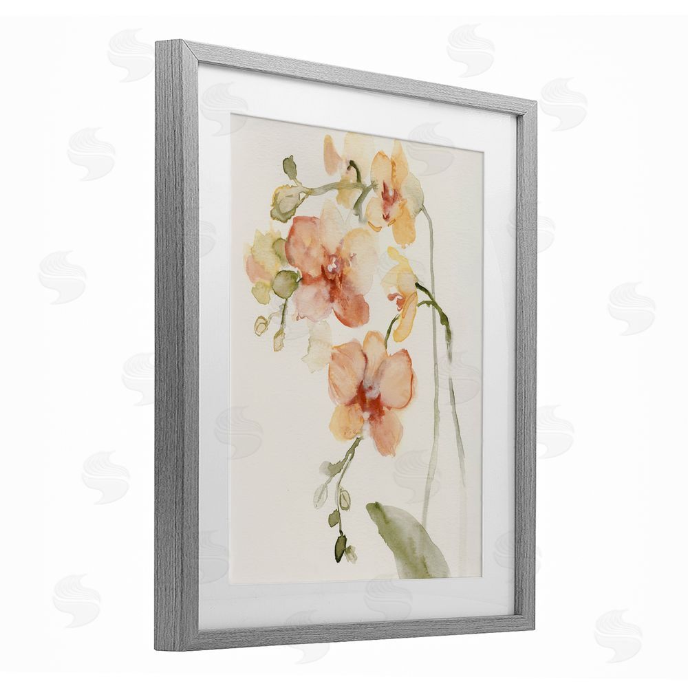 Victoria Barnes Peach Orchid in Bloom Gray Framed Print Under Glass Wall Art