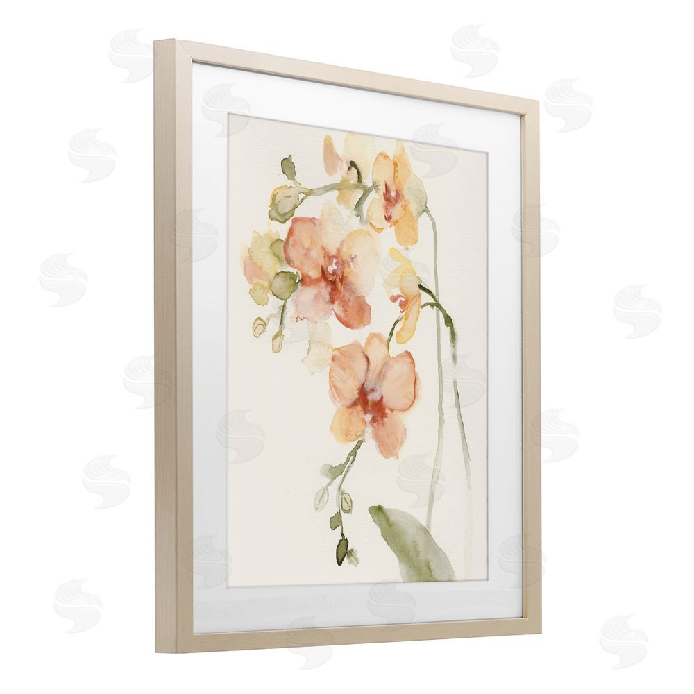 Victoria Barnes Peach Orchid in Bloom Brown Framed Print Under Glass Wall Art