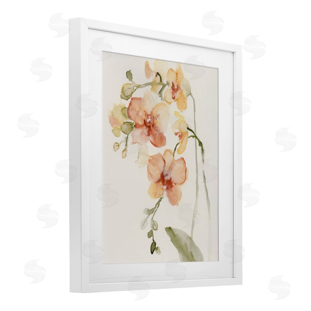 Victoria Barnes Peach Orchid in Bloom White Framed Print Under Glass Wall Art