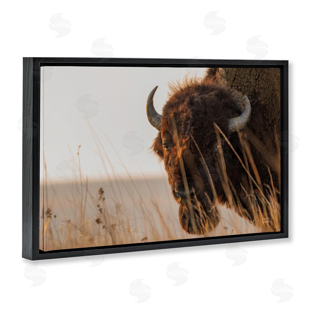 Nathan Larson Bison Sunset on Golden Prairie Black Floating Frame Stretched Canvas Wall Art Print