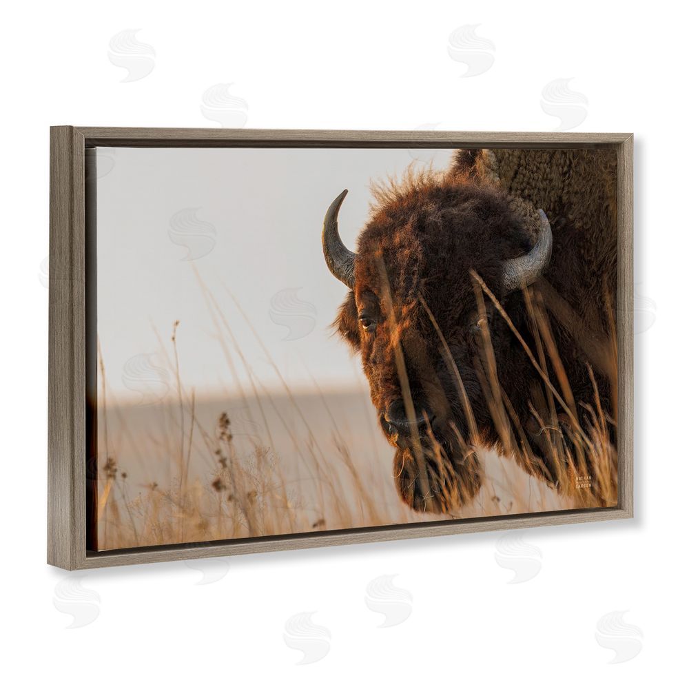 Nathan Larson Bison Sunset on Golden Prairie Brown Floating Frame Stretched Canvas Wall Art Print
