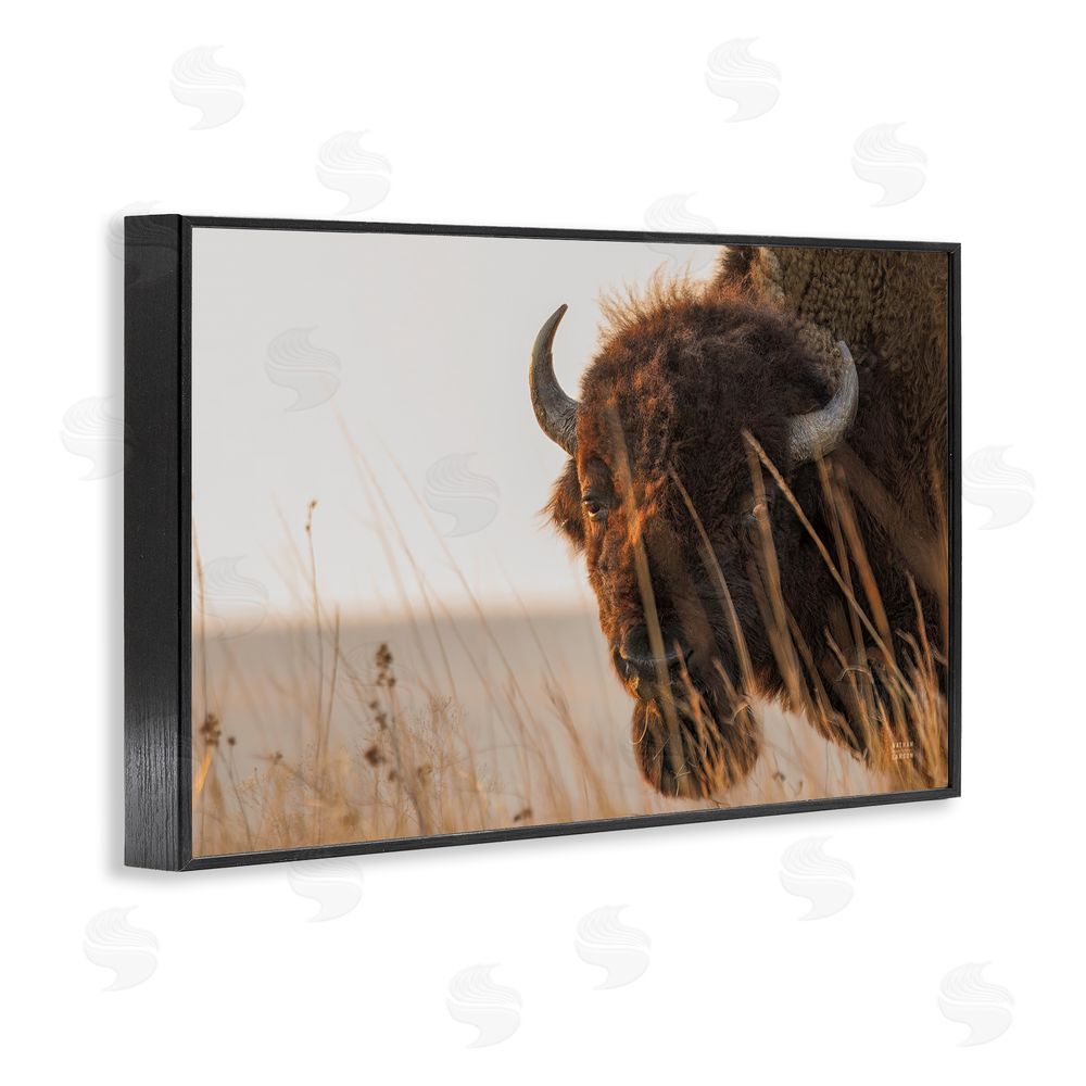 Nathan Larson Bison Sunset on Golden Prairie Black Framed Giclee Wall Art Print