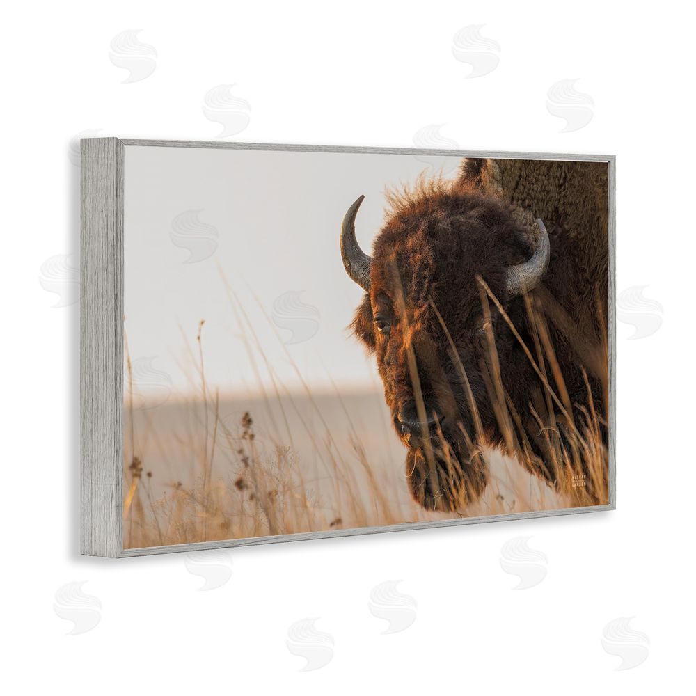 Nathan Larson Bison Sunset on Golden Prairie Gray Framed Giclee Wall Art Print