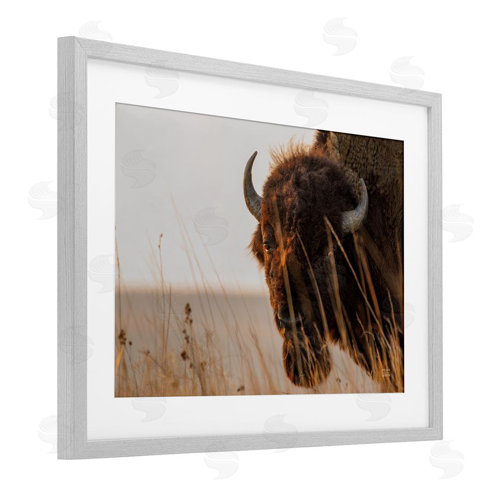 Nathan Larson Bison Sunset on Golden Prairie Gray Framed Print Under Glass with Matting Wall Art
