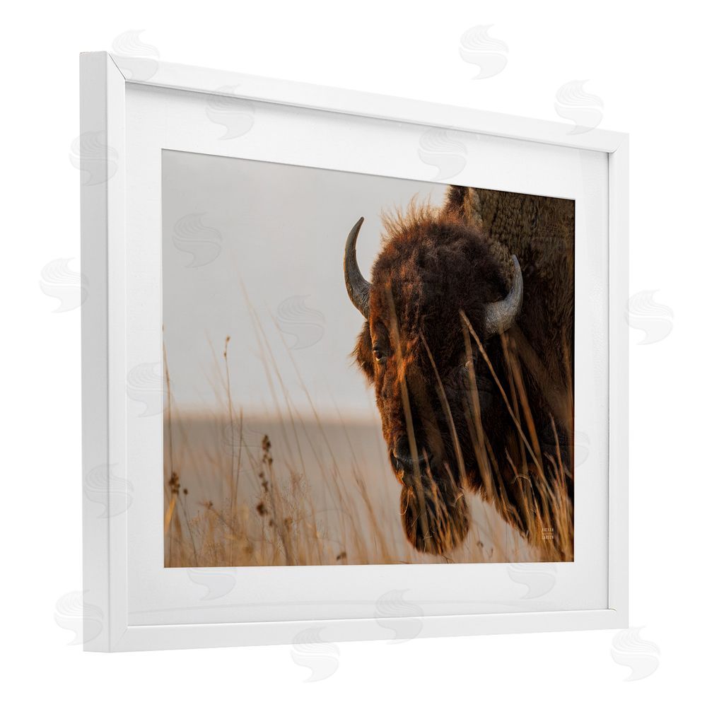Nathan Larson Bison Sunset on Golden Prairie White Framed Print Under Glass with Matting Wall Art