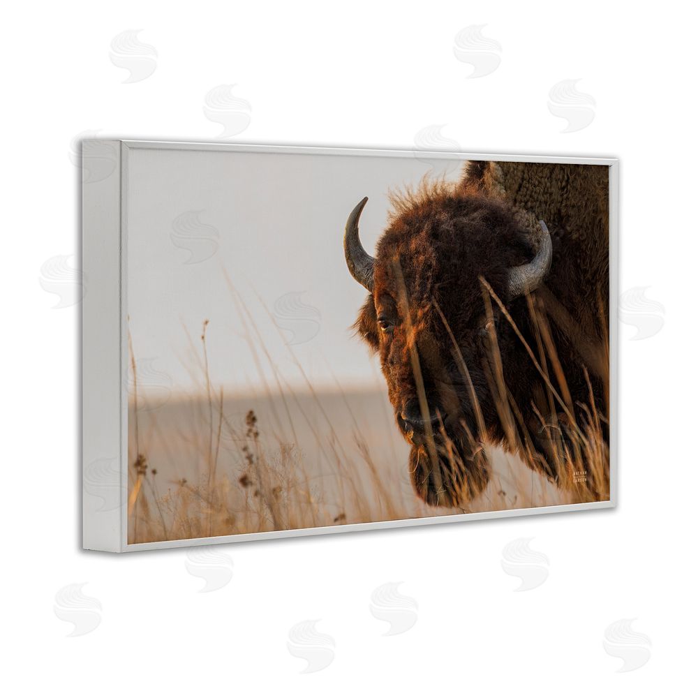 Nathan Larson Bison Sunset on Golden Prairie White Framed Giclee Wall Art Print