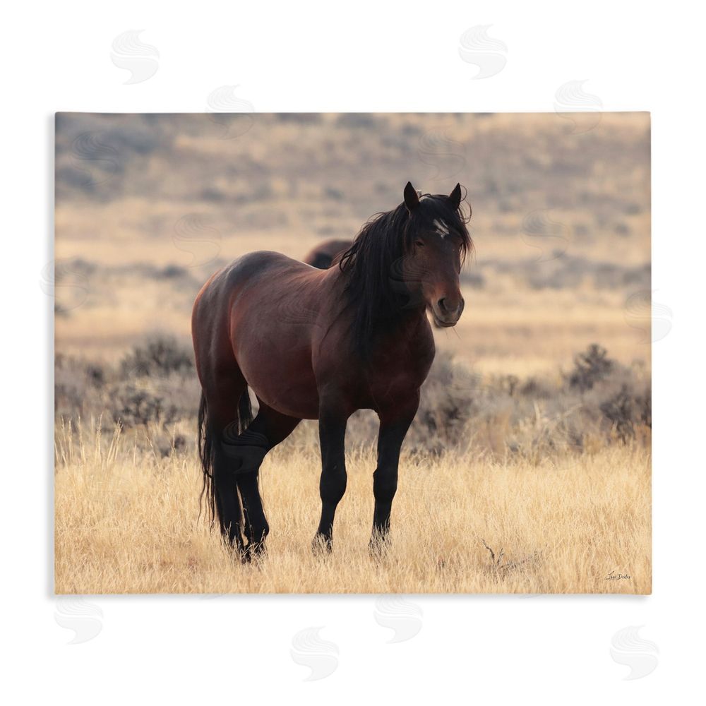 Lori Deiter Brown Beauty Wild Horse Stretched Canvas Wall Art Print