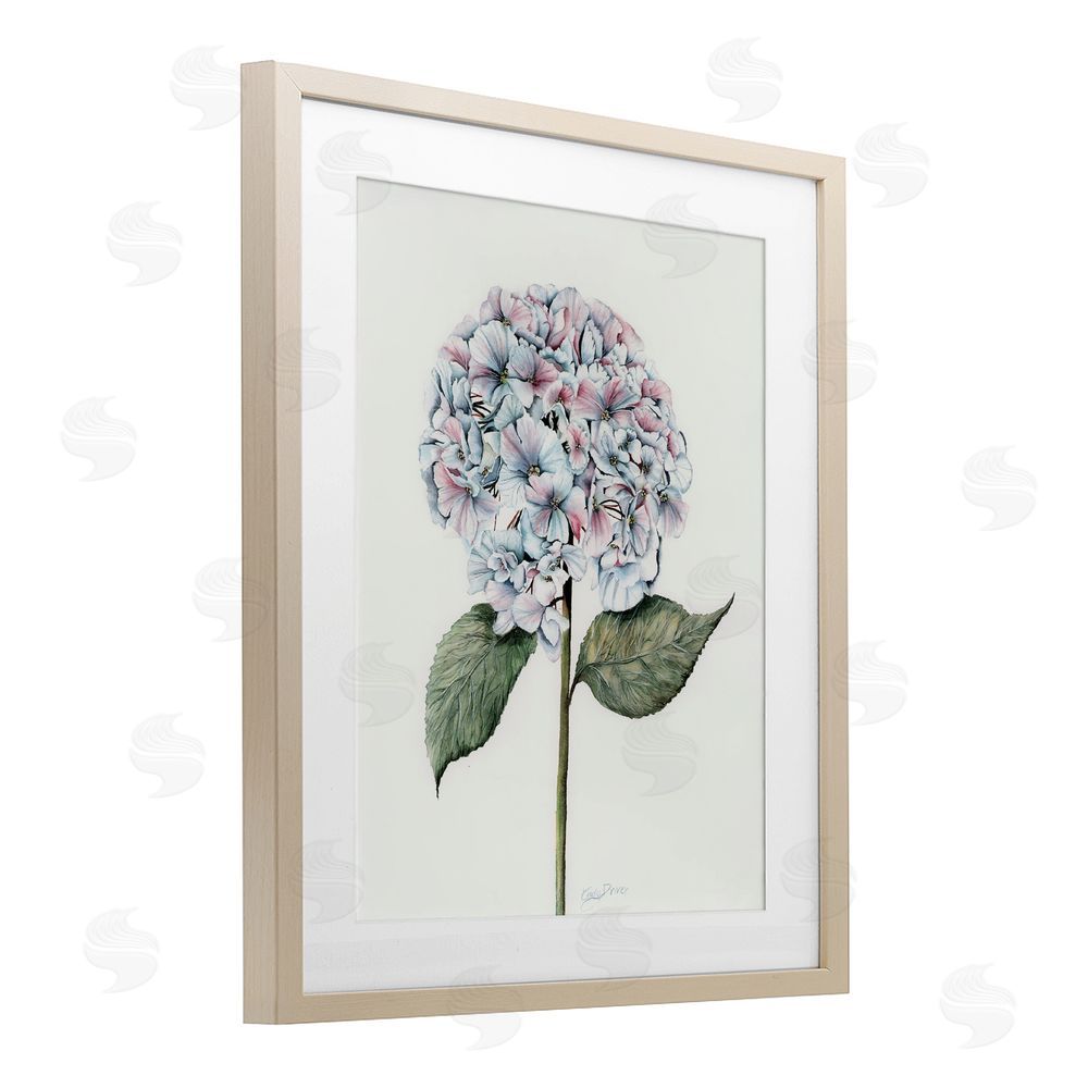 Cady Driver Round Hydrangea Bulb Birch Framed Print Under Glass with White Mat Wall Art