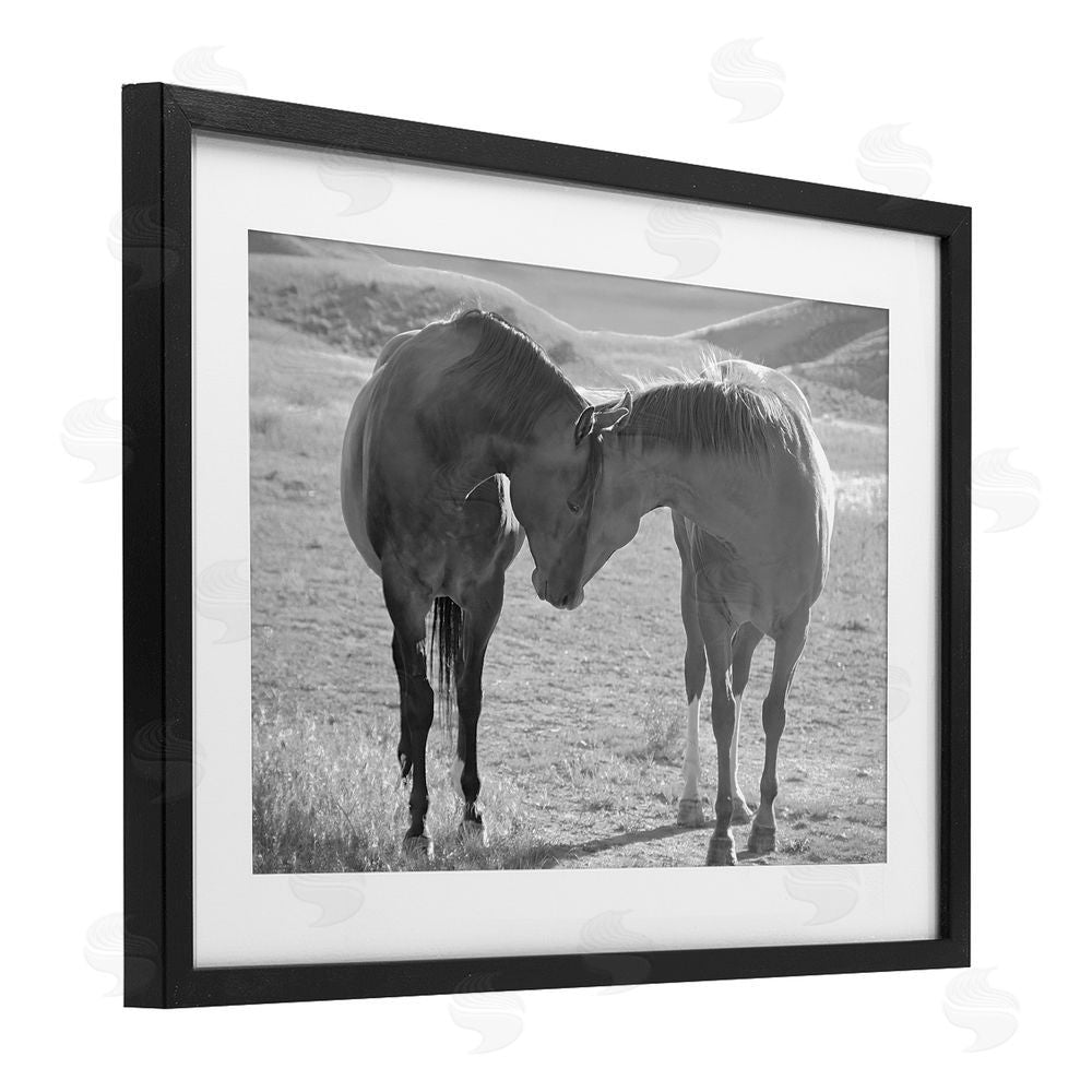 Steve Toole Sweet Nothings Bond Between Horses Black Framed Print Under Glass Wall Art