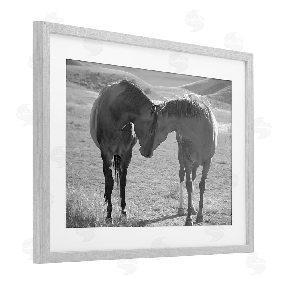 Steve Toole Sweet Nothings Bond Between Horses Gray Framed Print Under Glass Wall Art