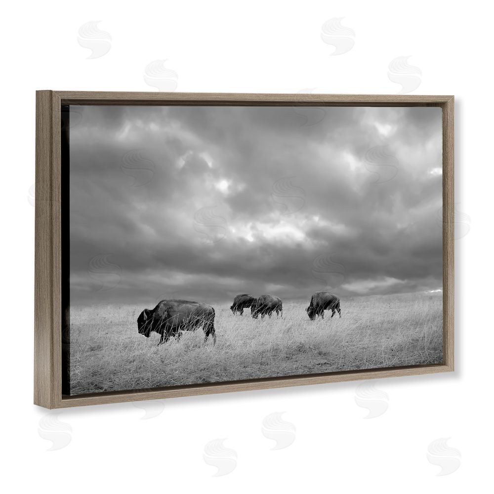 Steve Toole Bisons Under an Autumn Sky Brown Floating Frame Canvas Wall Art Print