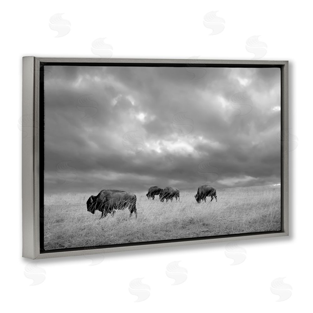Steve Toole Bisons Under an Autumn Sky Gray Floating Frame Canvas Wall Art Print