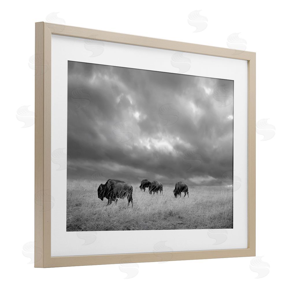 Steve Toole Bisons Under an Autumn Sky Brown Framed Print Under Glass Wall Art