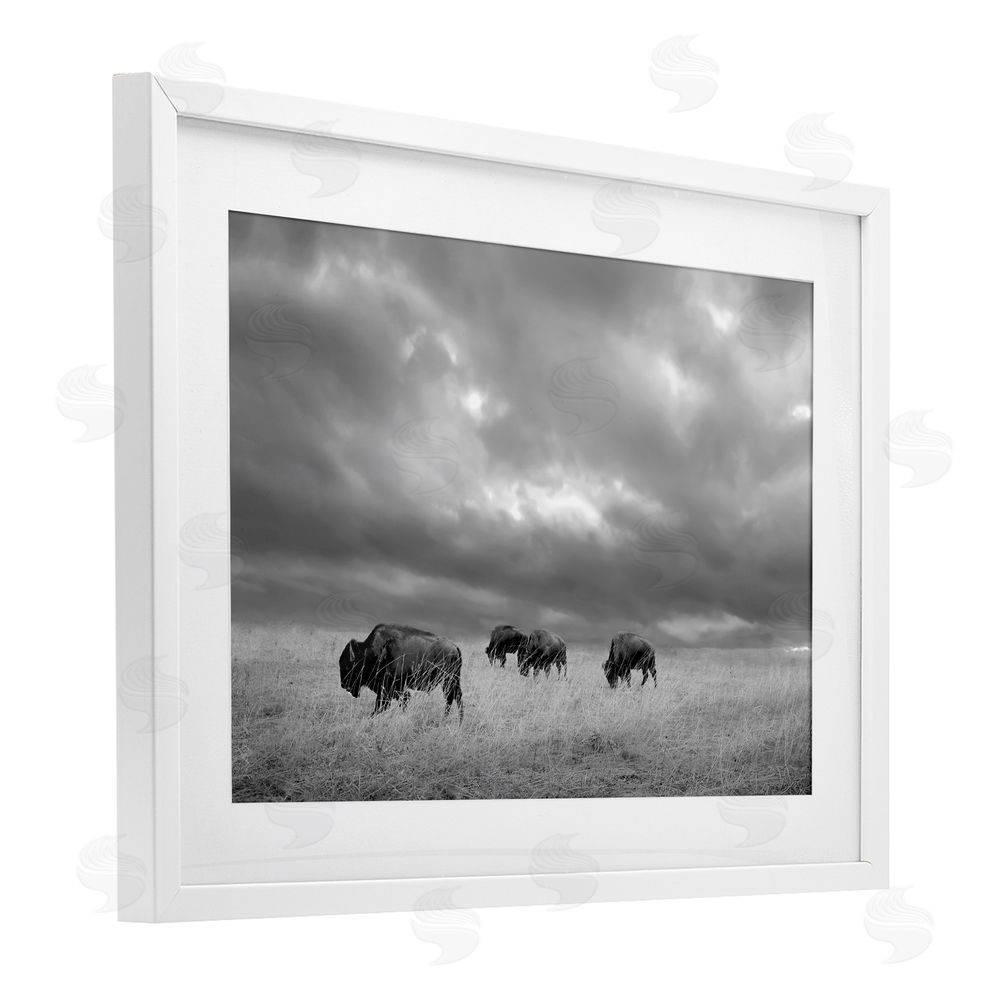 Steve Toole Bisons Under an Autumn Sky White Framed Print Under Glass Wall Art
