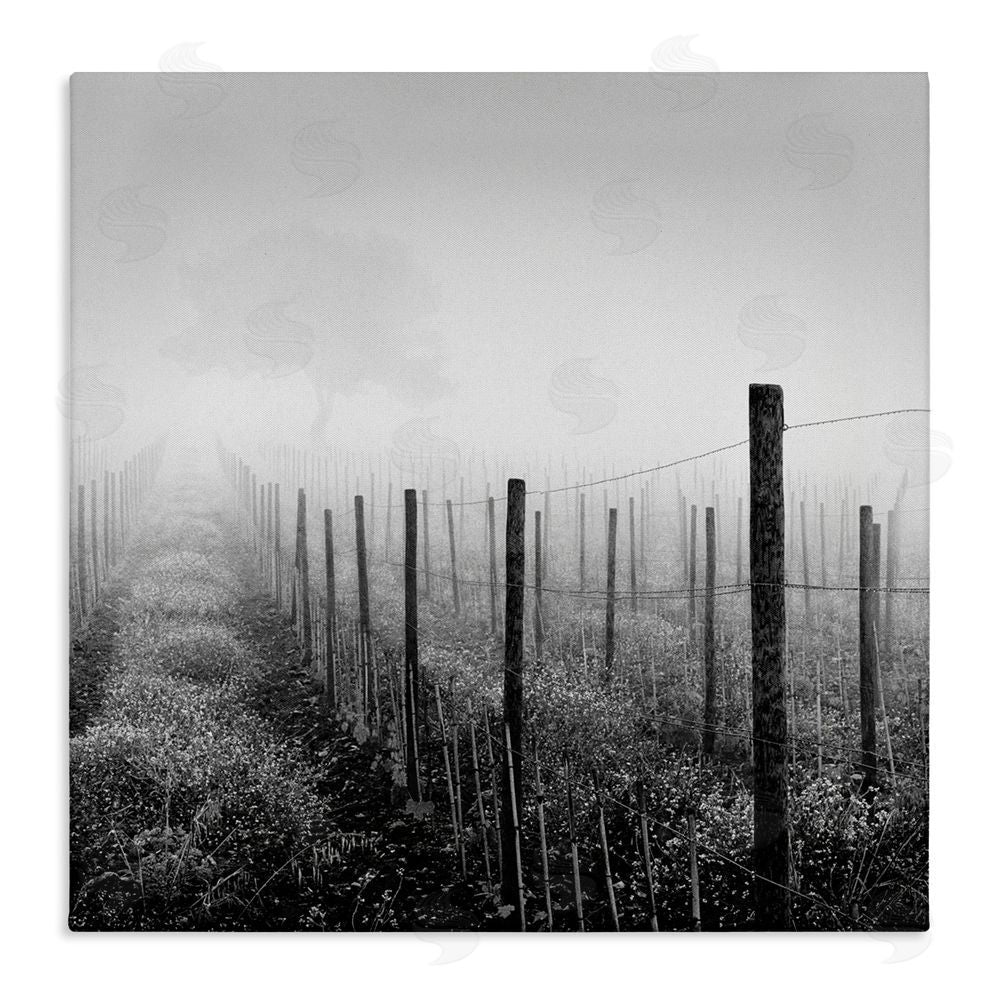 Chip Forelli Vineyard At Dawn Canvas Wall Art Print