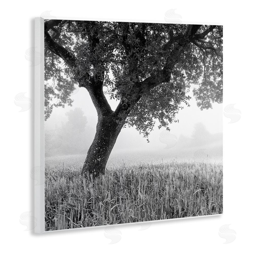 Chip Forelli Tuscan Morning Oak in Mist Wall Plaque Printed Art