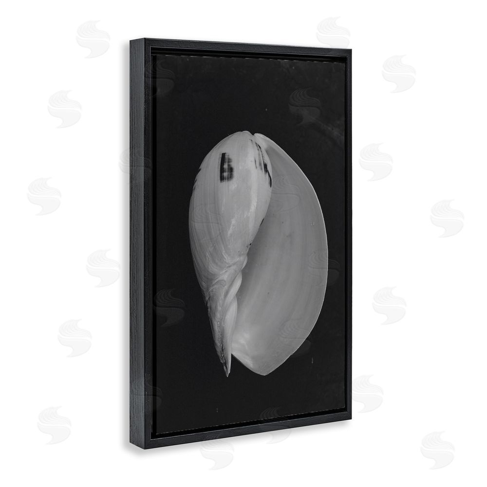 Amy Carroll Black And White Conch Shell Black Floating Frame Canvas Wall Art Print
