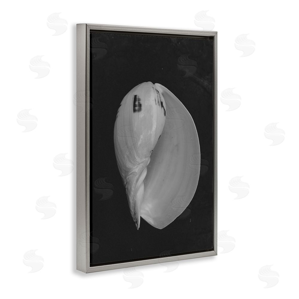 Amy Carroll Black And White Conch Shell Gray Floating Frame Canvas Wall Art Print