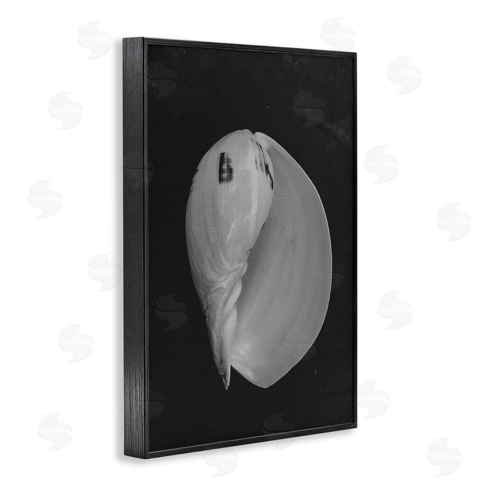 Amy Carroll Black And White Conch Shell Black Framed Giclee Wall Art Print