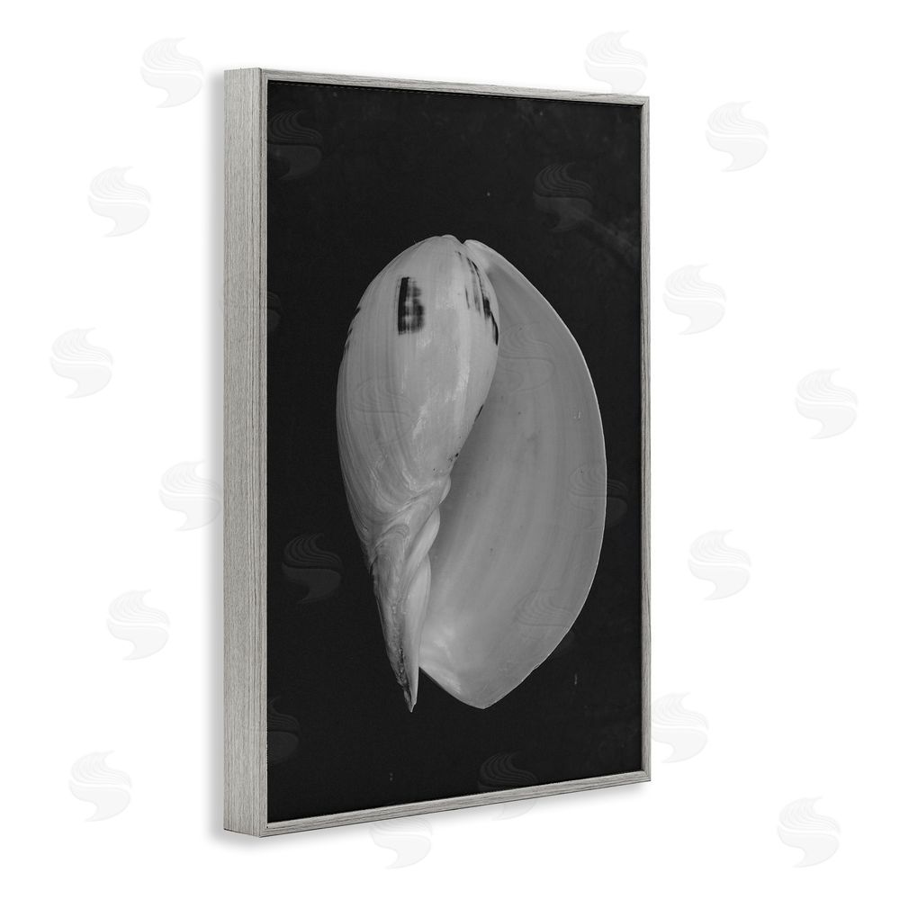 Amy Carroll Black And White Conch Shell Gray Framed Giclee Wall Art Print