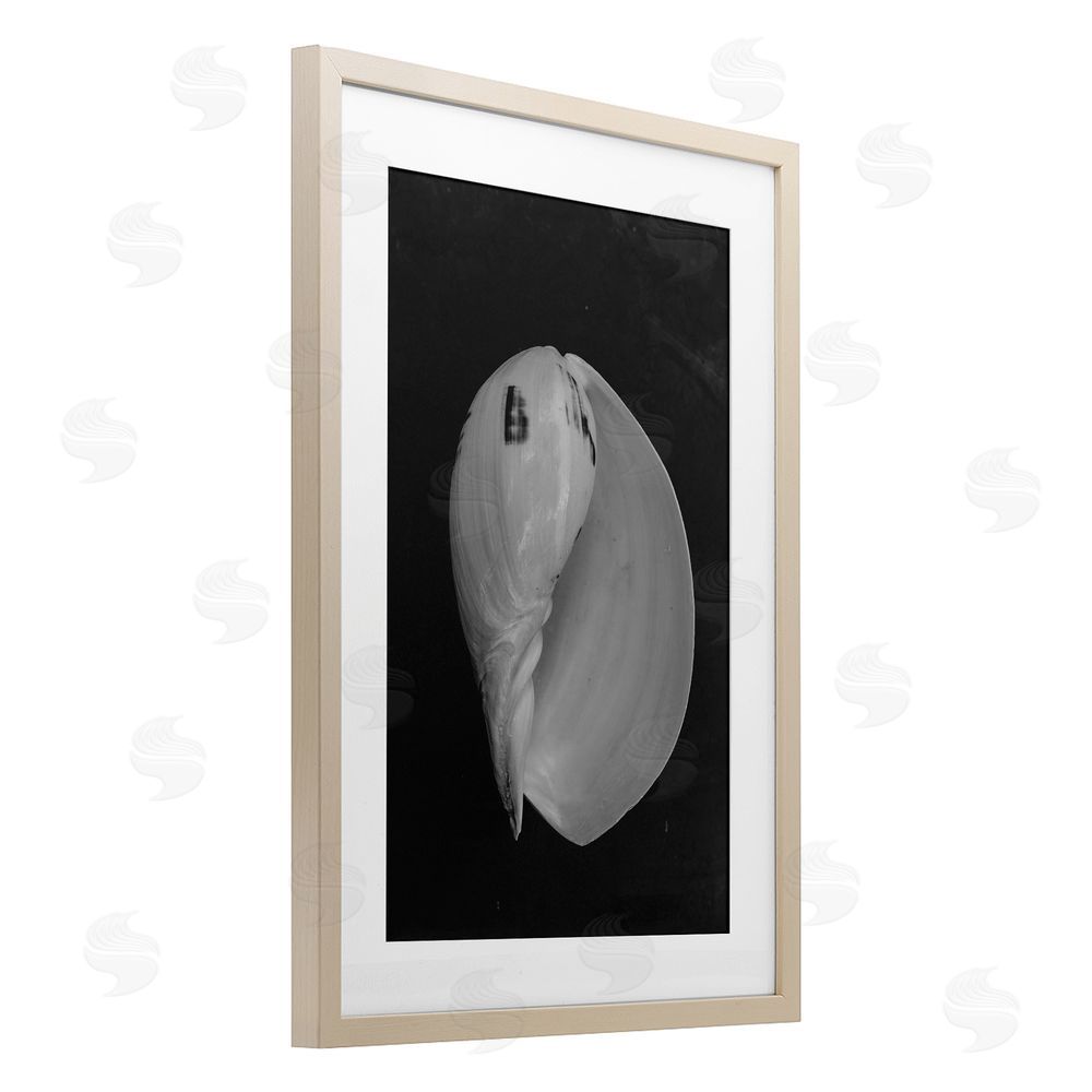 Amy Carroll Black And White Conch Shell Brown Framed Print Under Glass Wall Art