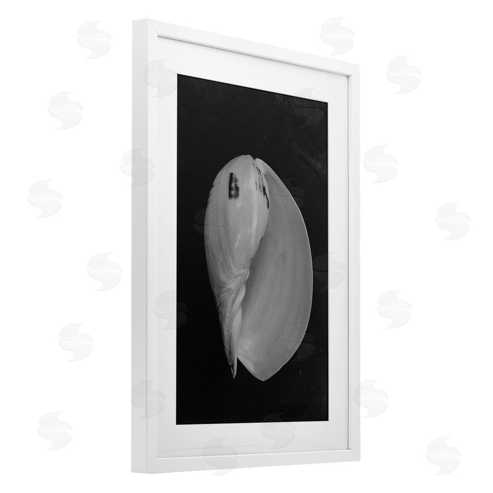Amy Carroll Black And White Conch Shell White Framed Print Under Glass Wall Art