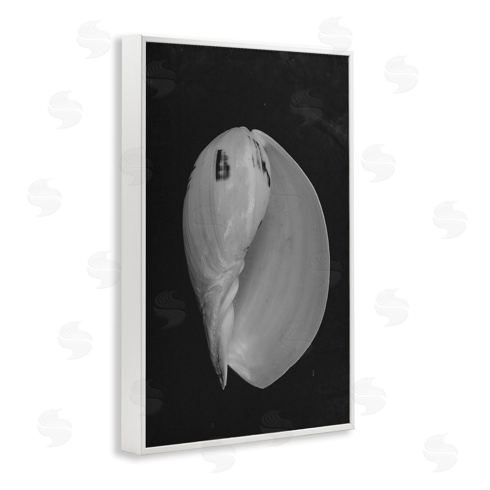 Amy Carroll Black And White Conch Shell White Framed Giclee Wall Art Print