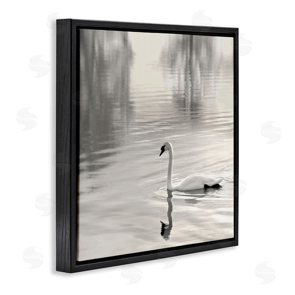 Nicholas Bell Morning Sunlit Swan Black Floating Frame Canvas Wall Art Print