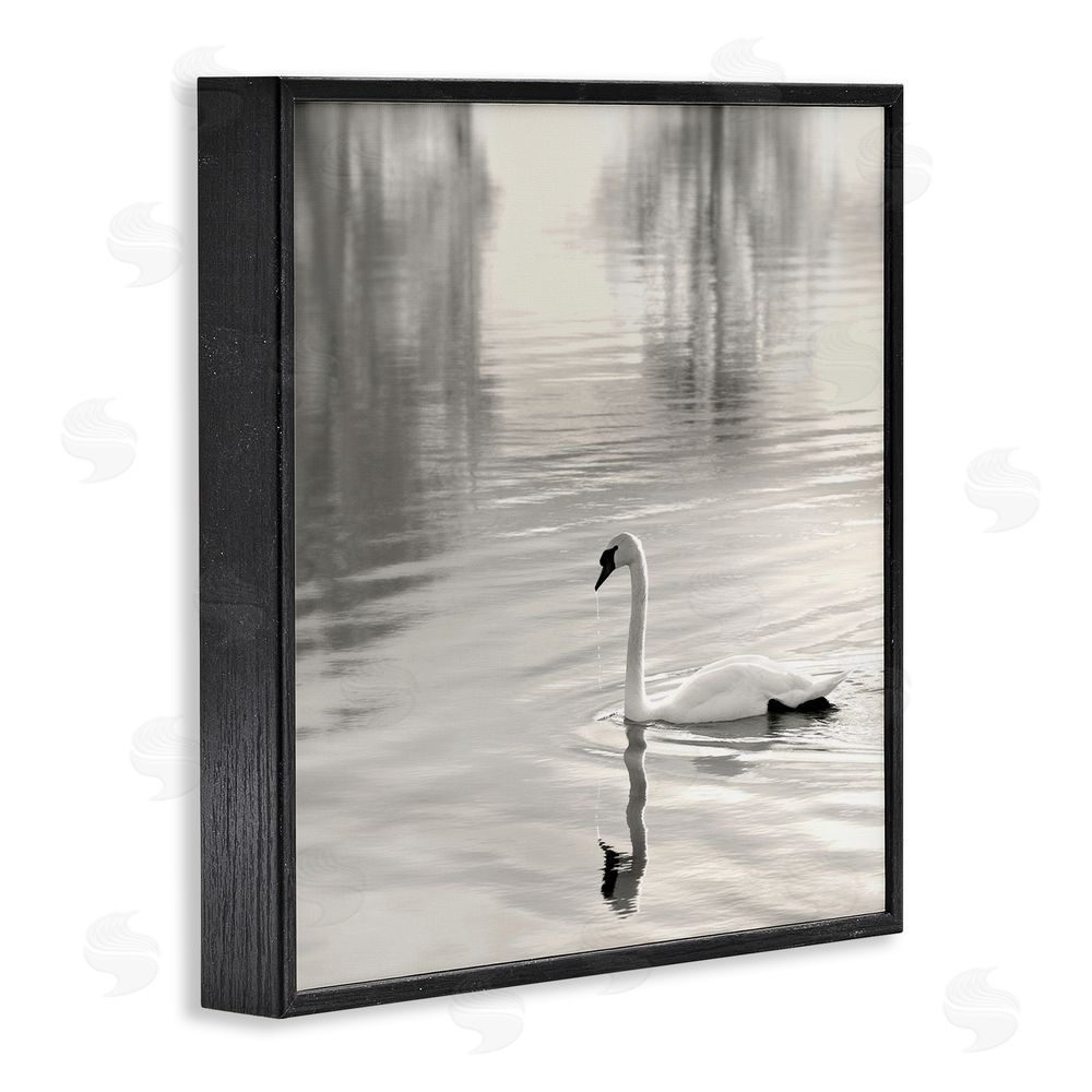Nicholas Bell Morning Sunlit Swan Black Framed Giclee Wall Art Print
