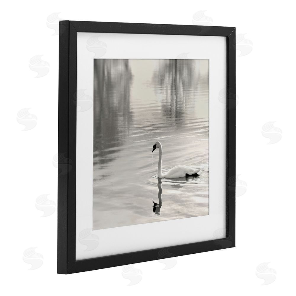 Nicholas Bell Morning Sunlit Swan Black Framed Print Under Glass Wall Art