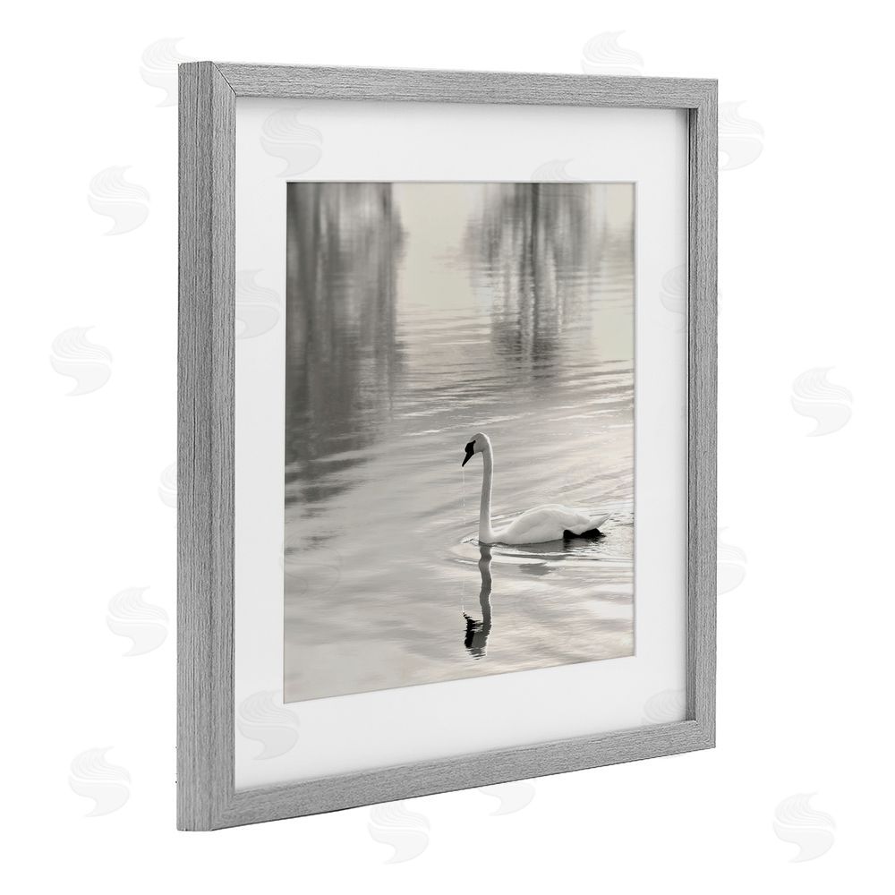 Nicholas Bell Morning Sunlit Swan Gray Framed Print Under Glass Wall Art