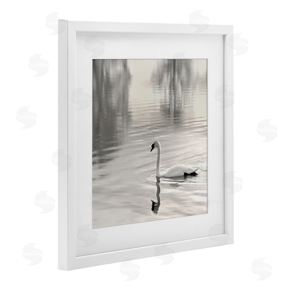 Nicholas Bell Morning Sunlit Swan White Framed Print Under Glass Wall Art