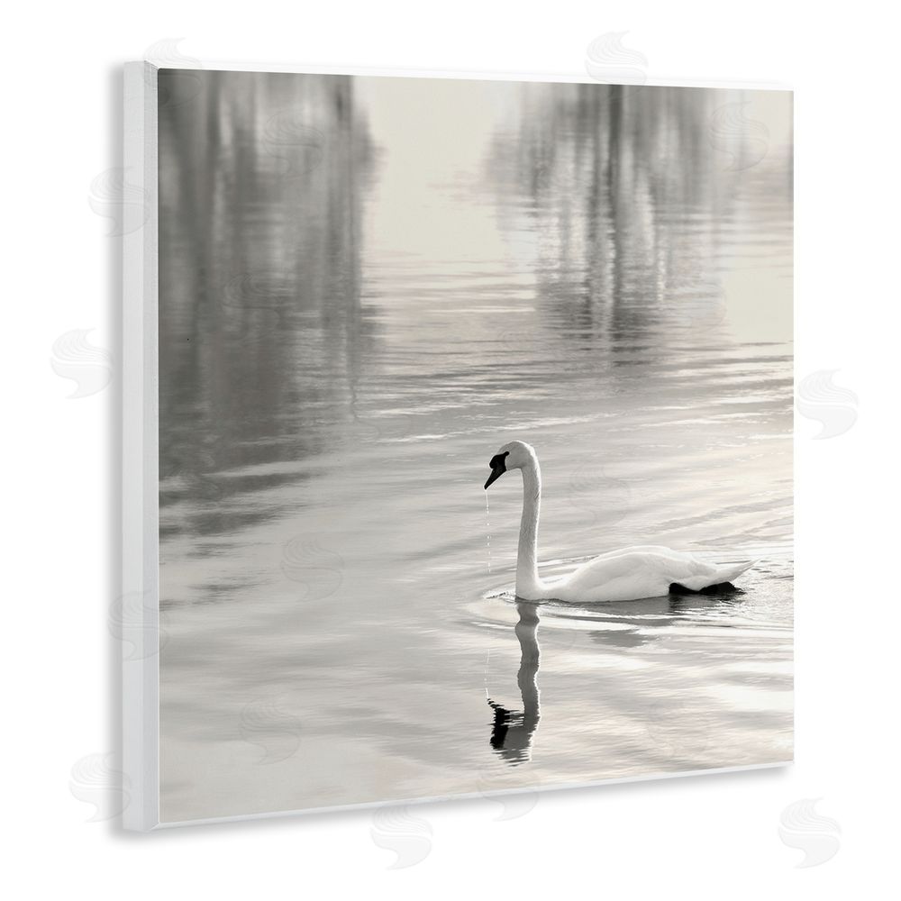 Nicholas Bell Morning Sunlit Swan Wooden Wall Plaque Art Print