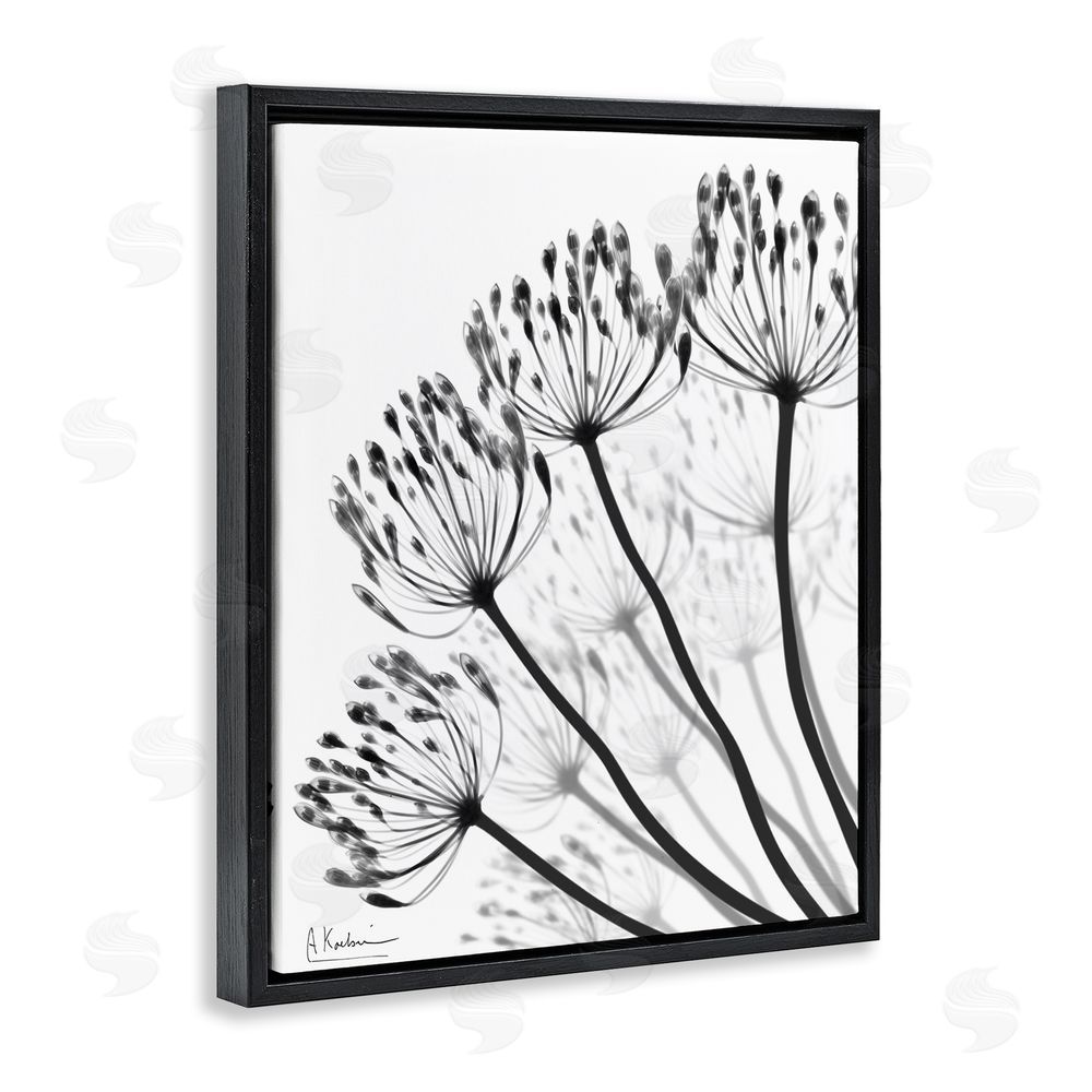 Albert Koetsier Floral Fan Dandelions Black Floating Frame Canvas Wall Art Print