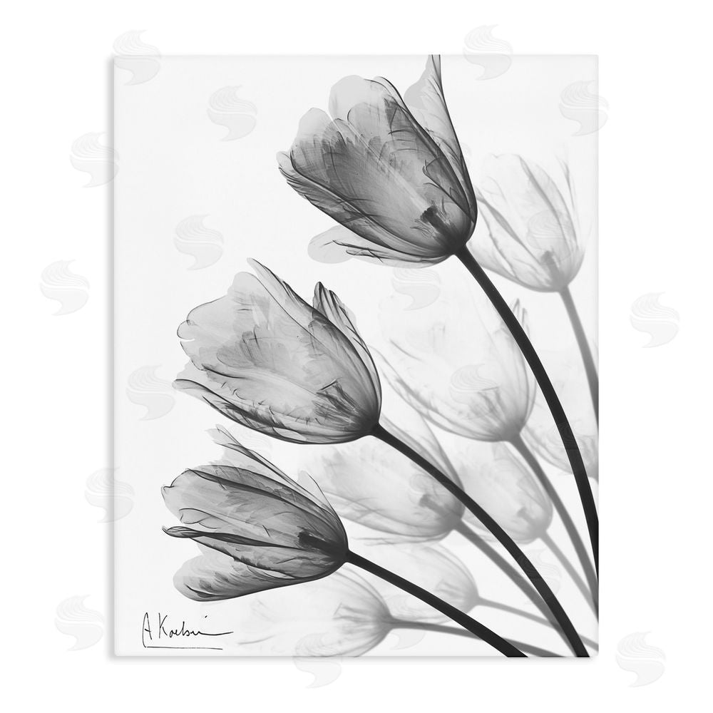 Albert Koetsier Minimalist Tulip Fan Stretched Canvas Wall Art Print