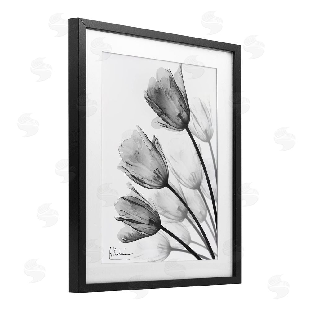 Albert Koetsier Minimalist Tulip Fan Black Framed Print Under Glass Wall Art