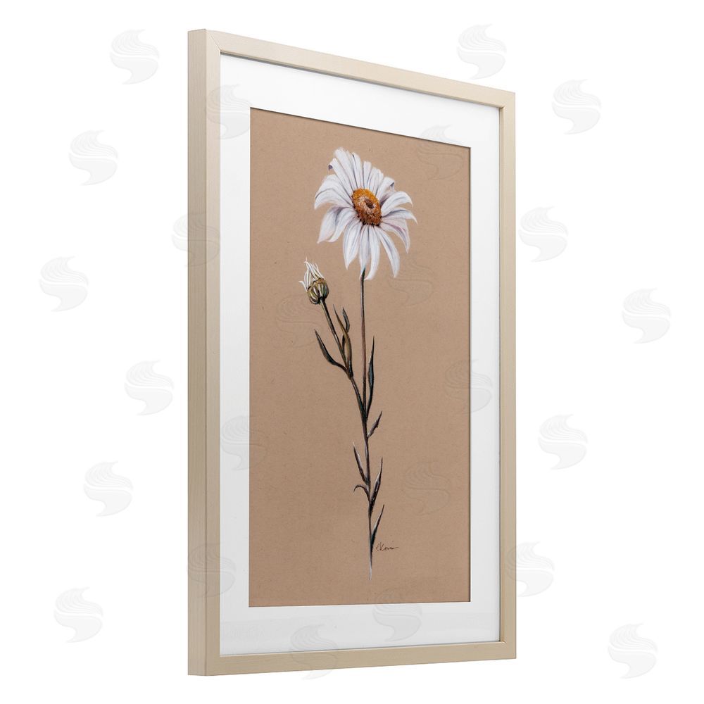 Cady Driver Daisy Sprout on Tan Birch Framed Print Under Glass with White Mat Wall Art