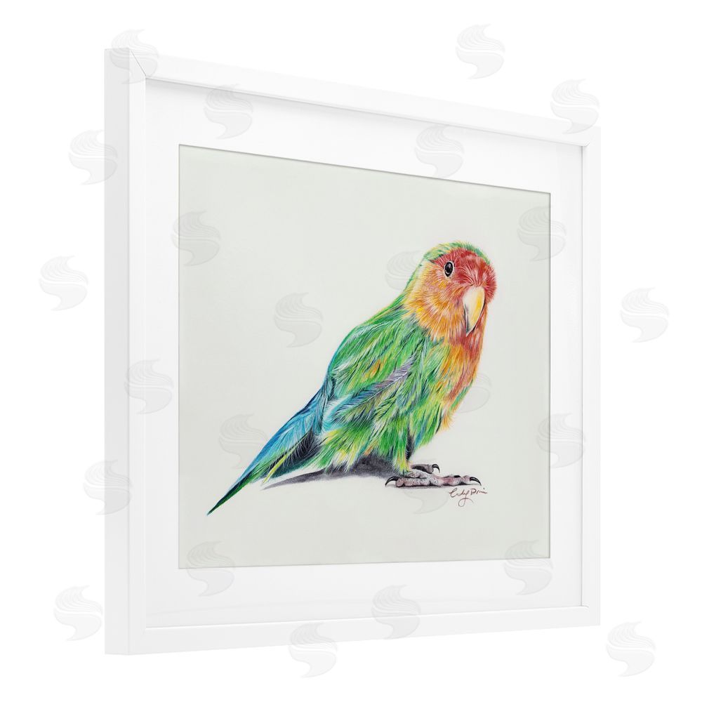 Cady Driver Rainbow Gradient Parakeet White Framed Print Under Glass with Mat Wall Art